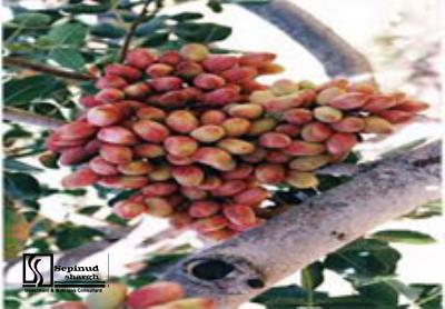 Technical, Financial Feasibility Study of Developing Pistachio Farm